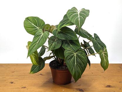 Philodendron Gloriosum in 6 inch Pot - Multiple Growth Points