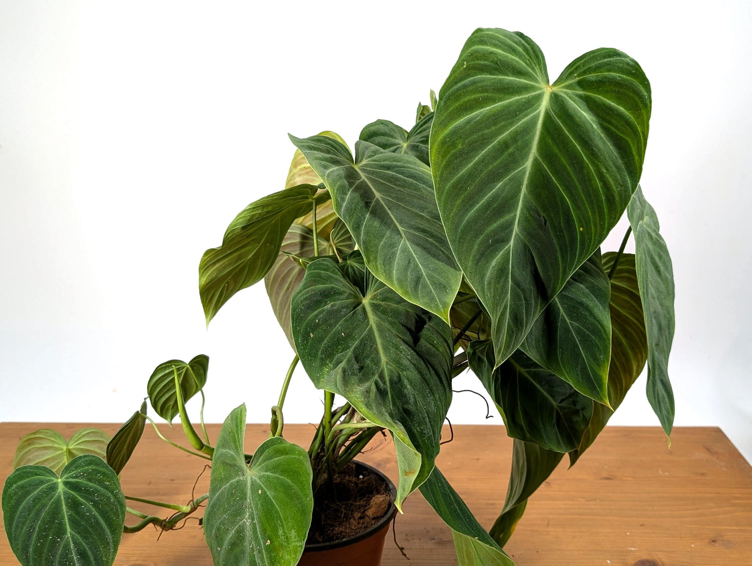 Philodendron Glorious - 6 inch Pot Multiple Growth Points