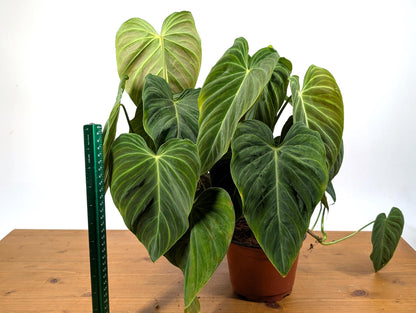 Philodendron Glorious - 6 inch Pot Multiple Growth Points