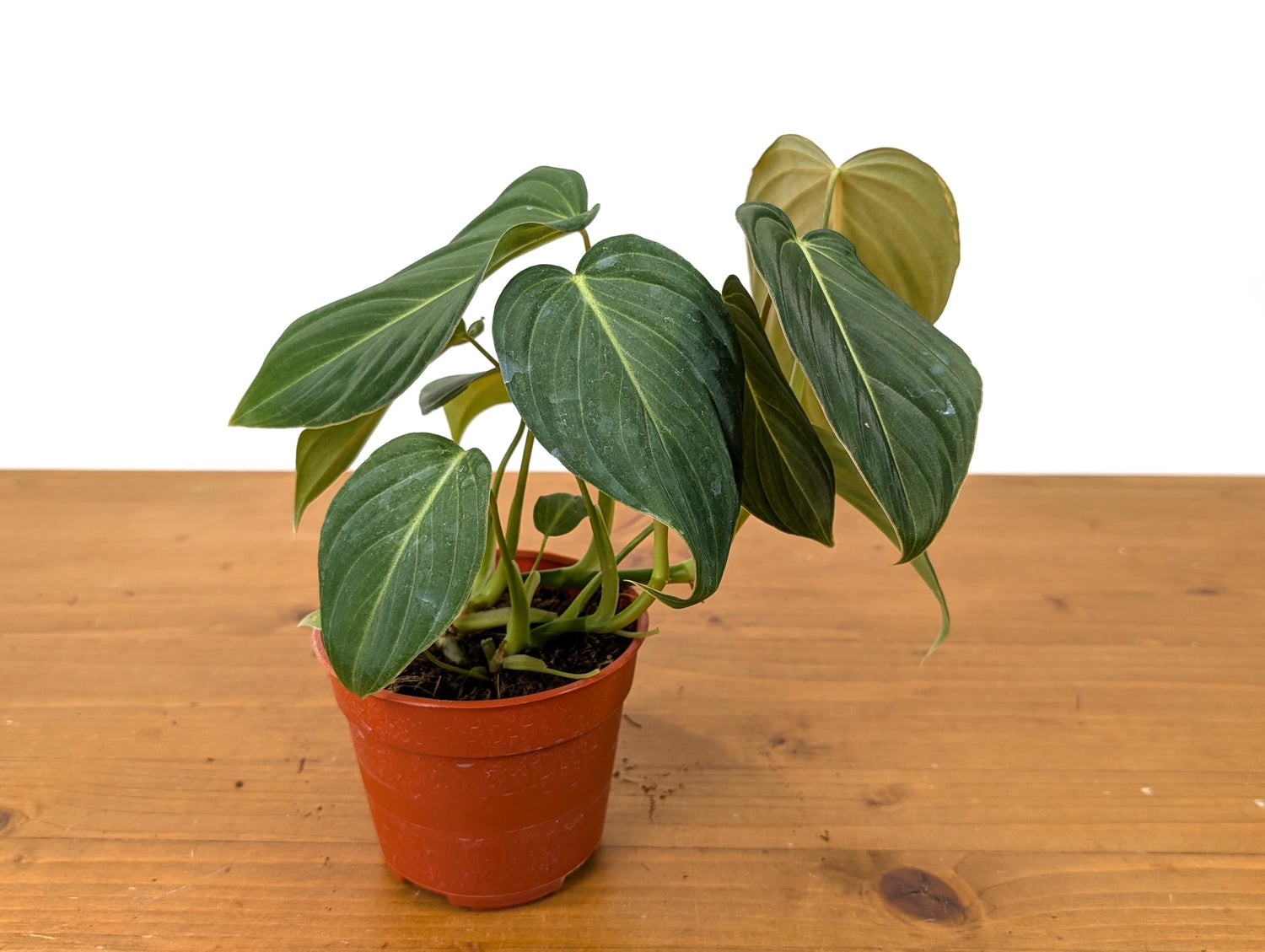 Philodendron Glorious - 6 inch Pot Multiple Growth Points