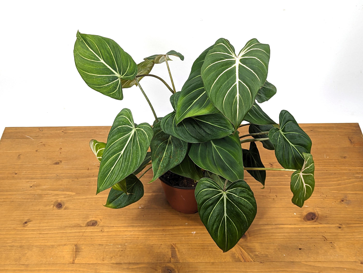 Philodendron Gloriosum in 6 inch Pot - Multiple Growth Points