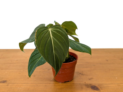 Philodendron Glorious - 6 inch Pot Multiple Growth Points