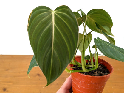 Philodendron Glorious - 6 inch Pot Multiple Growth Points