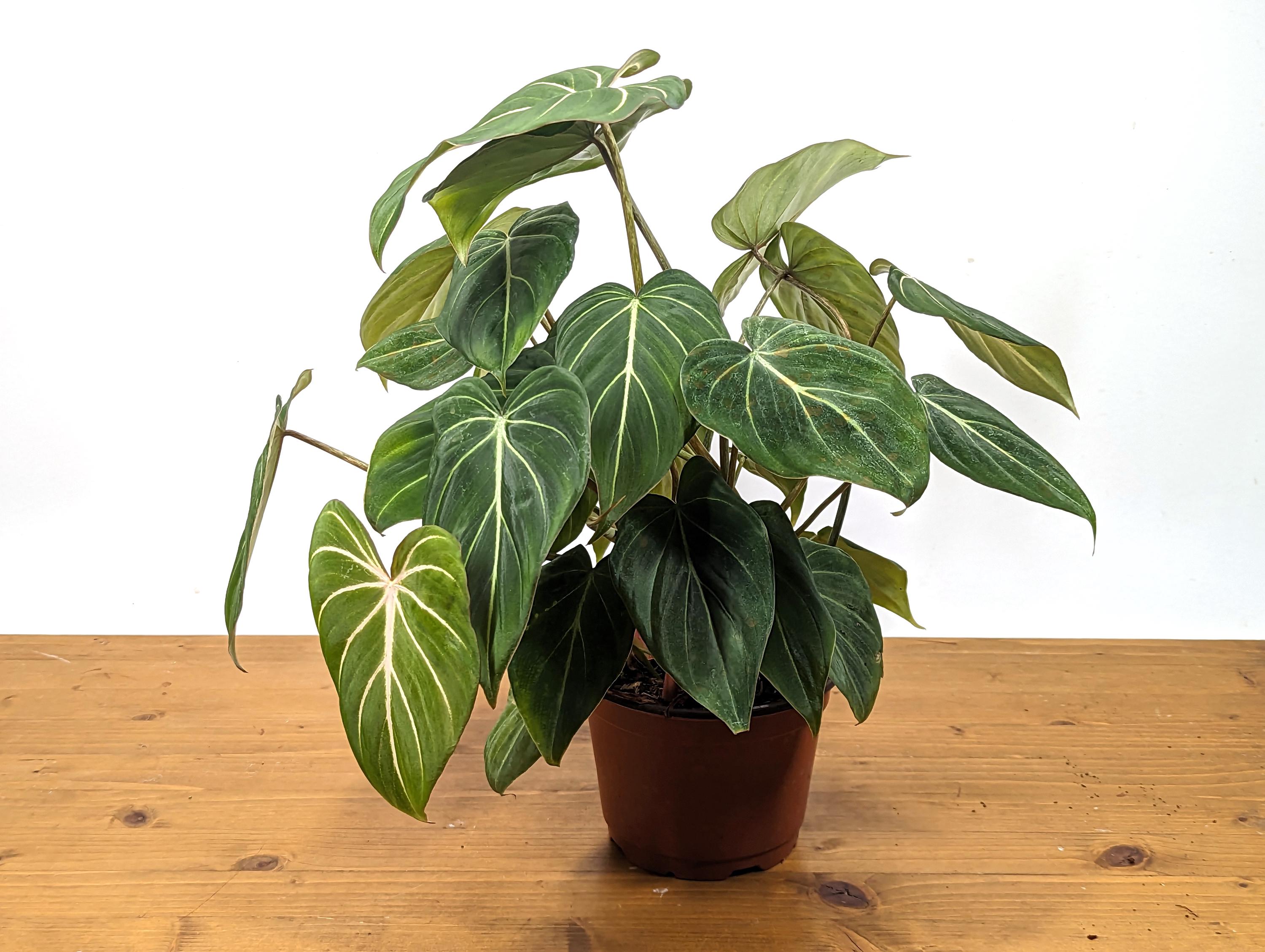 Philodendron Gloriosum in 6 inch Pot - Multiple Growth Points