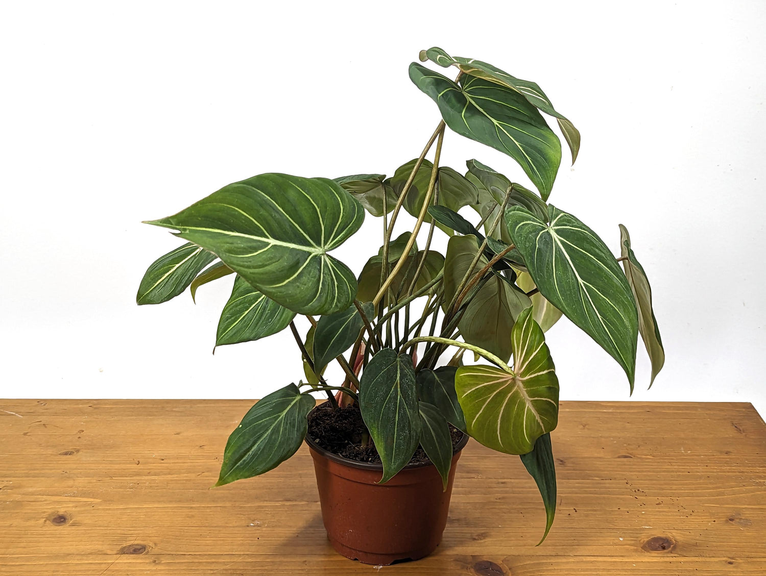 Philodendron Gloriosum in 6 inch Pot - Multiple Growth Points