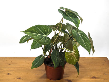 Philodendron Gloriosum in 6 inch Pot - Multiple Growth Points