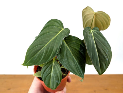 Philodendron Glorious - 6 inch Pot Multiple Growth Points