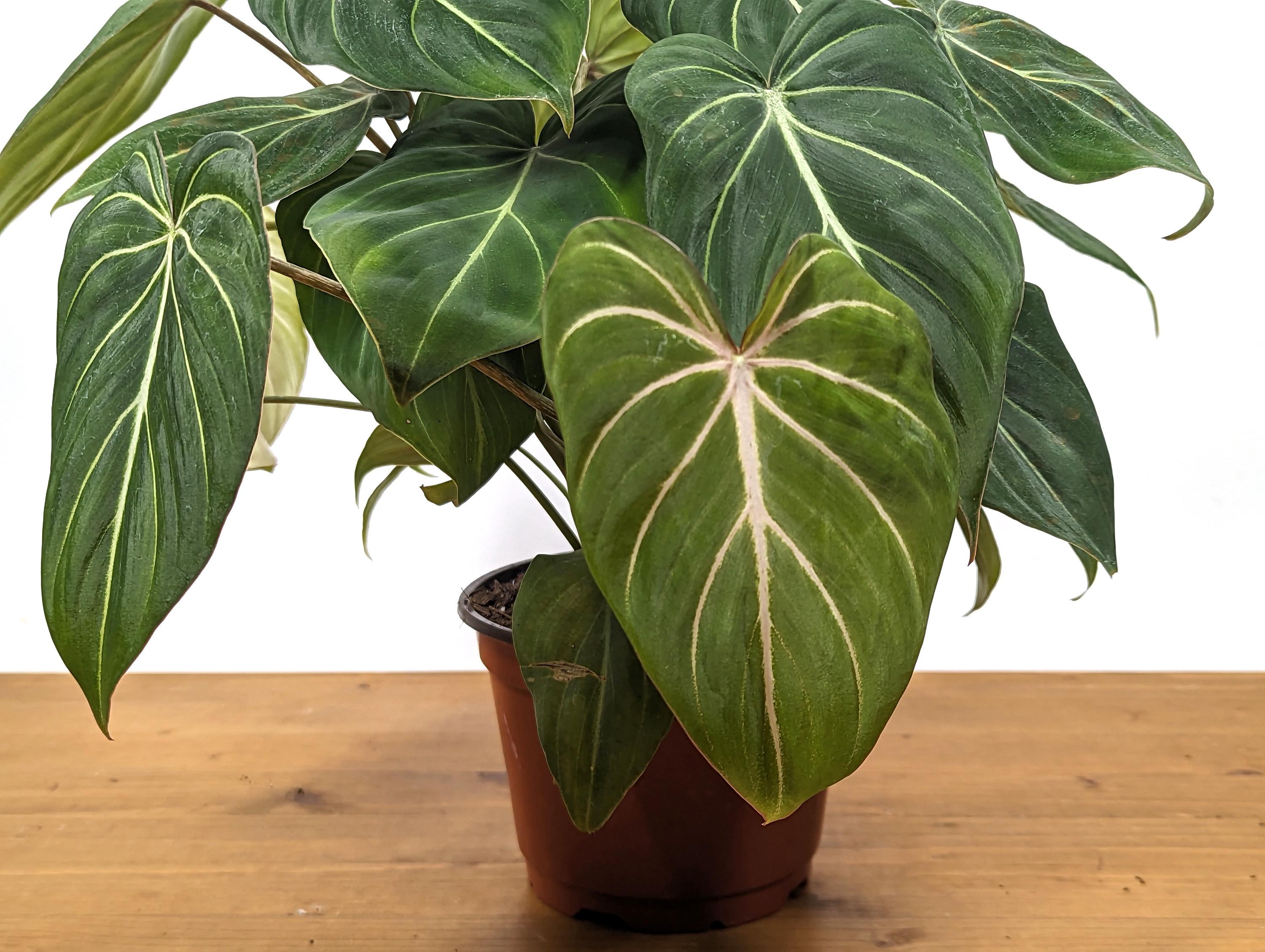 Philodendron Gloriosum in 6 inch Pot - Multiple Growth Points