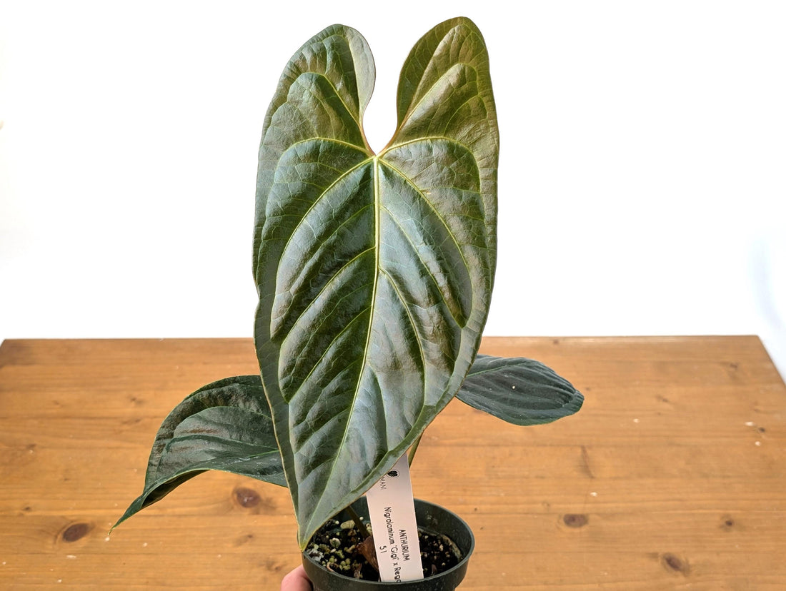 Exact Anthurium Nigrolaminum x Regale &