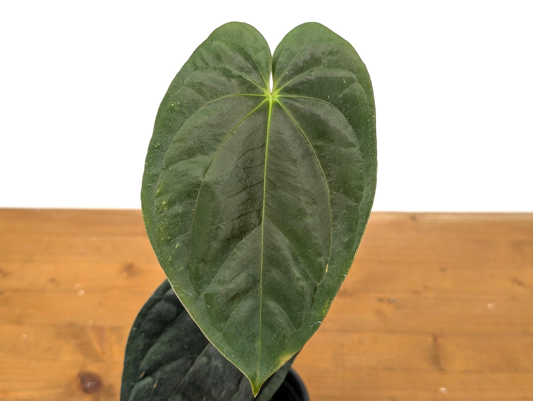 EXACT Anthurium Papillilaminum - 4 Inch Pot (51C)