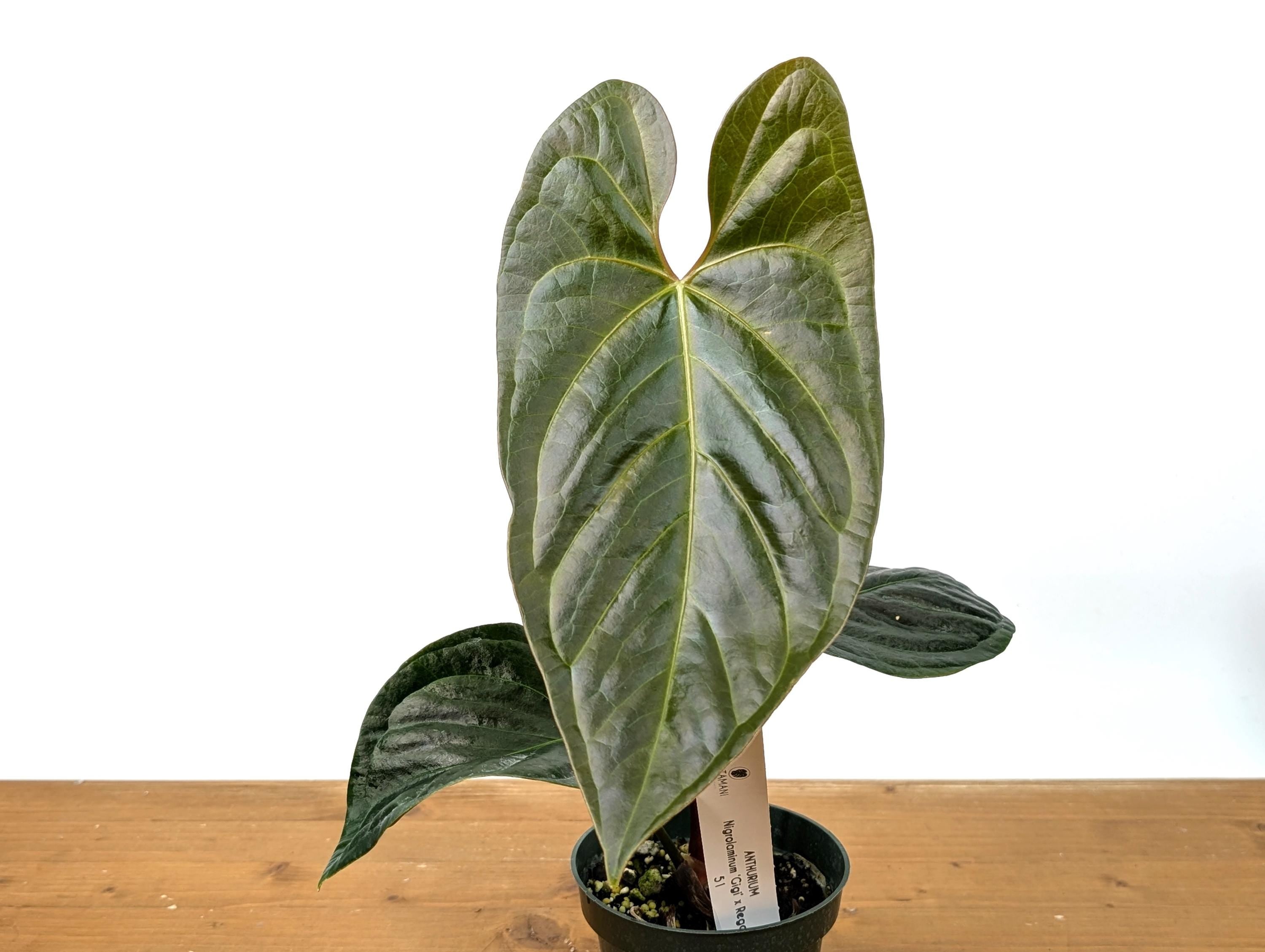 Exact Anthurium Nigrolaminum x Regale &