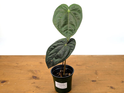 EXACT Anthurium Papillilaminum - 4 Inch Pot (51C)