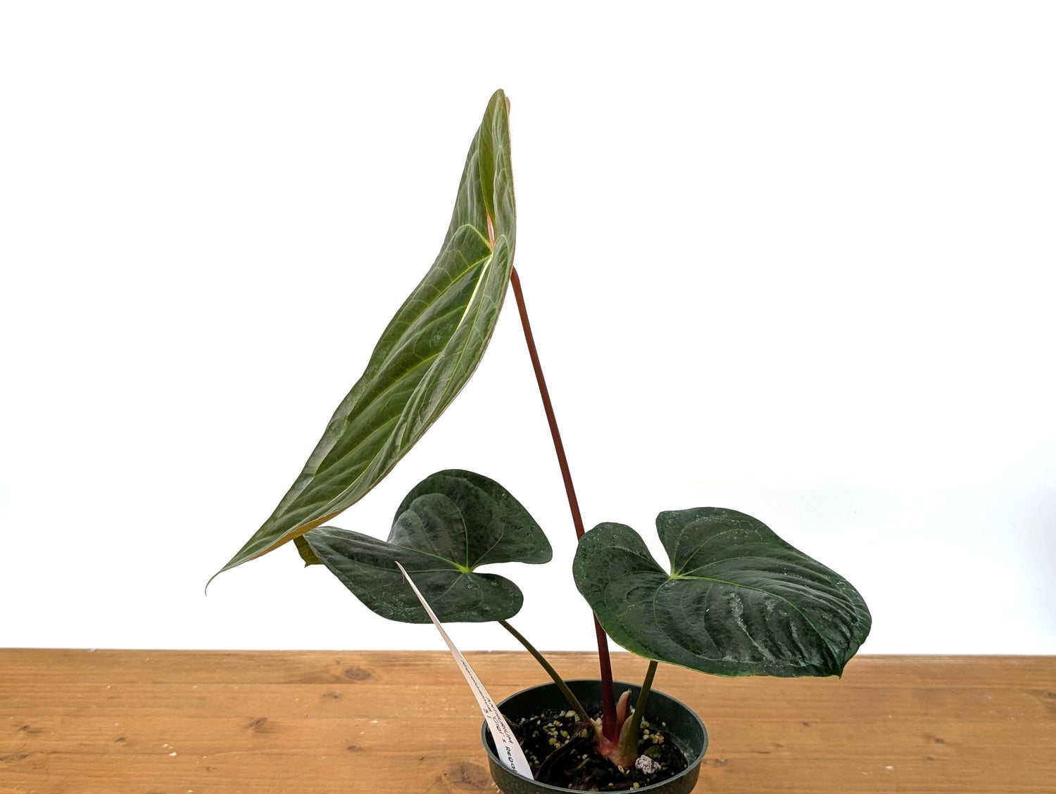 Exact Anthurium Nigrolaminum x Regale &