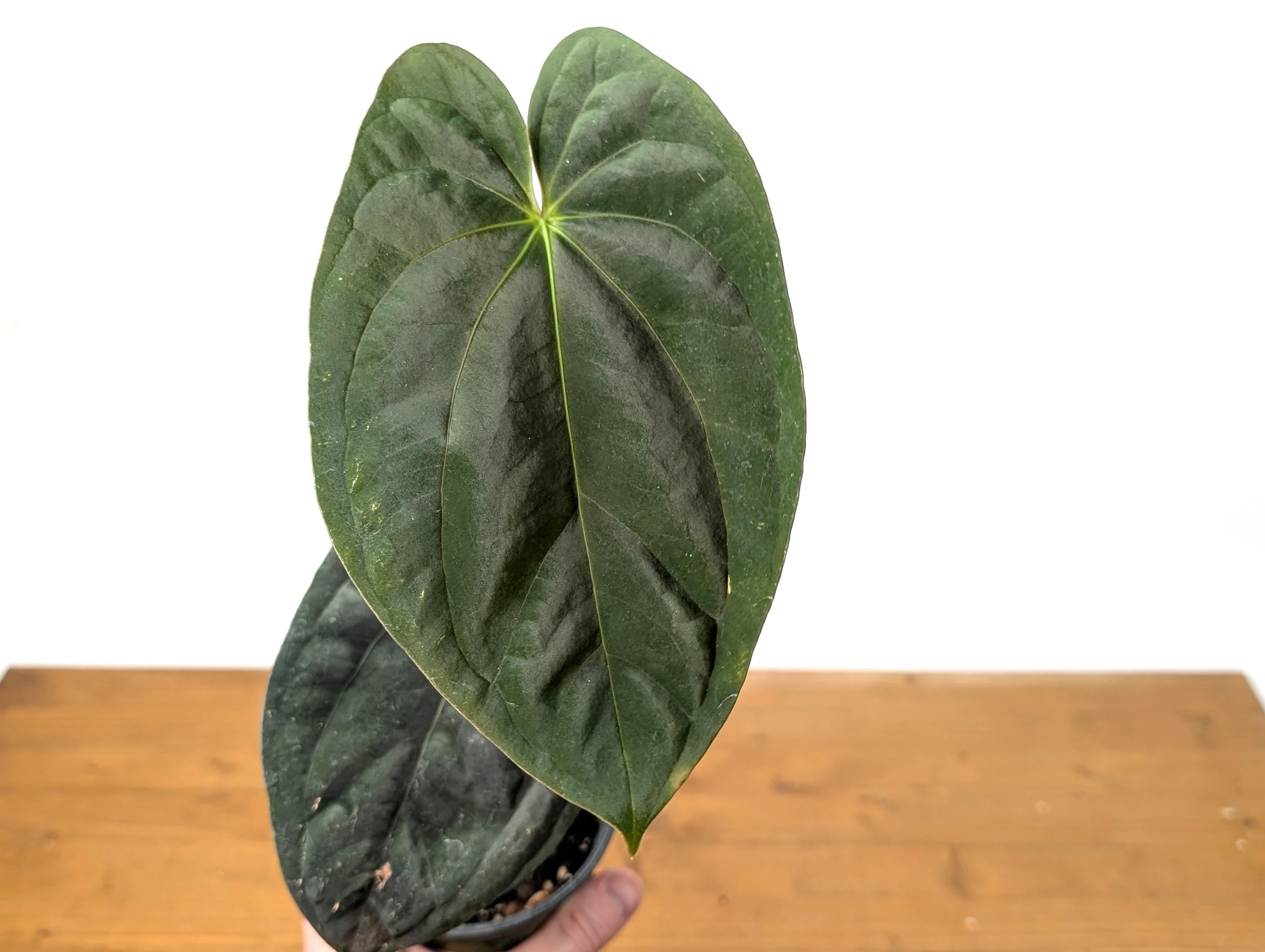 EXACT Anthurium Papillilaminum - 4 Inch Pot (51C)