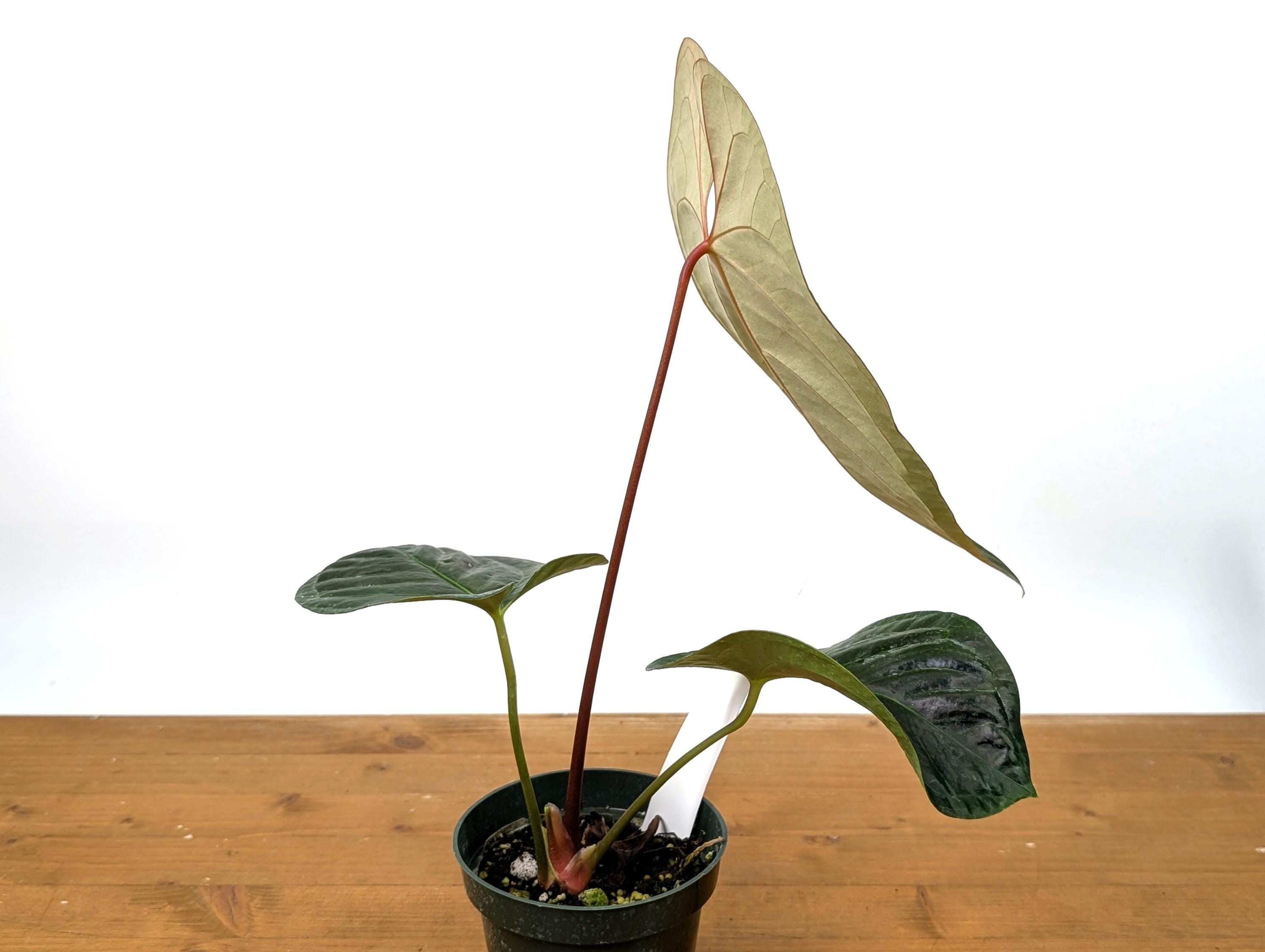 Exact Anthurium Nigrolaminum x Regale &