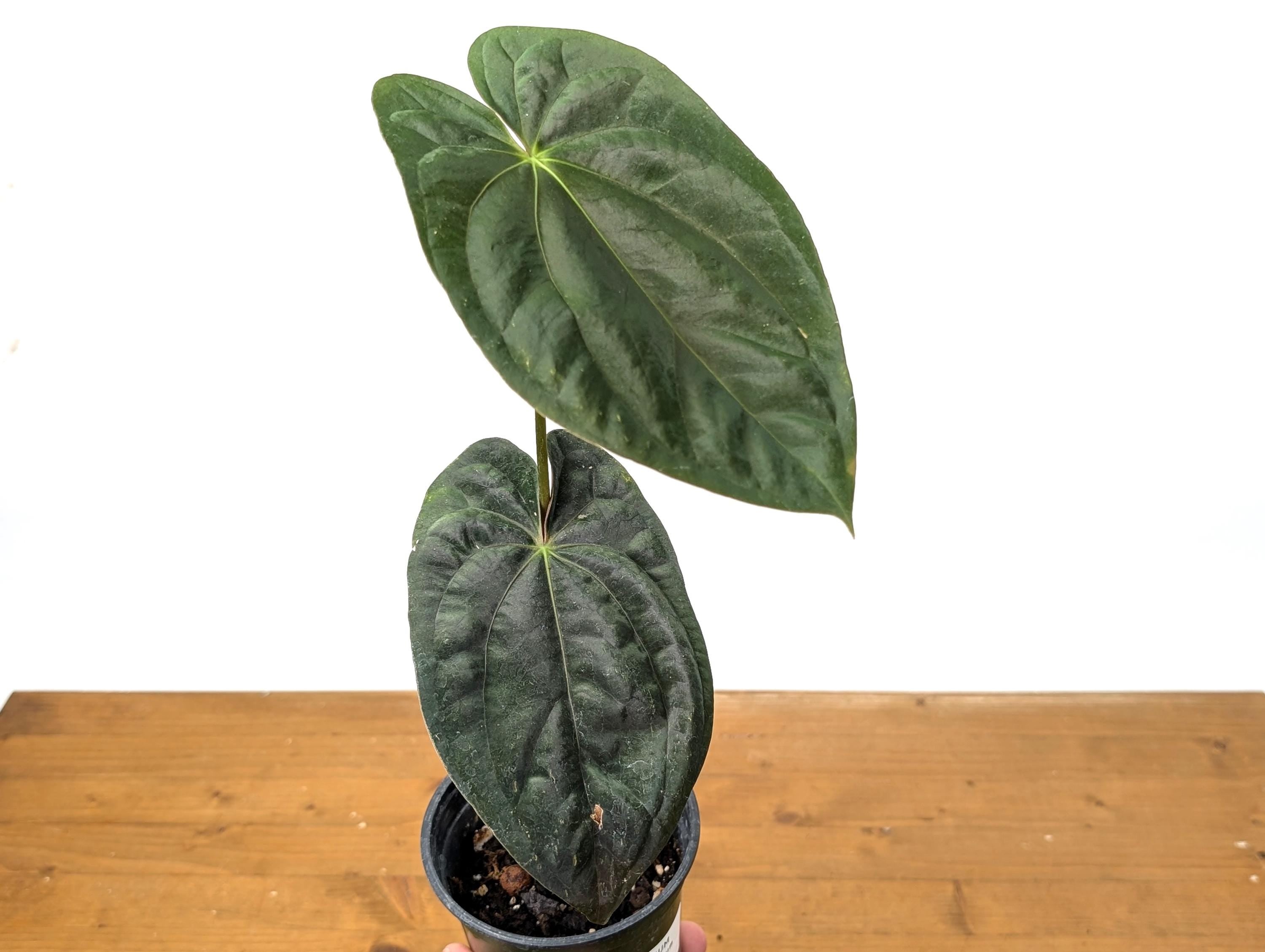 EXACT Anthurium Papillilaminum - 4 Inch Pot (51C)