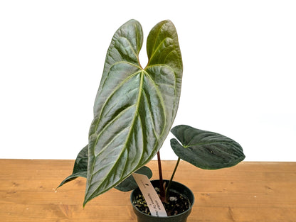 Exact Anthurium Nigrolaminum x Regale &