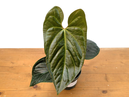 Exact Anthurium Nigrolaminum x Regale &