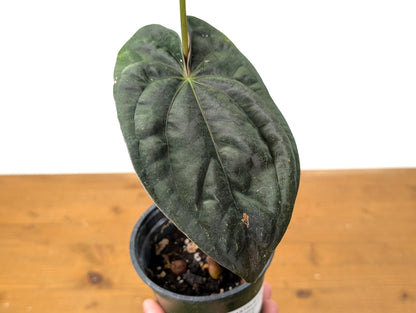 EXACT Anthurium Papillilaminum - 4 Inch Pot (51C)