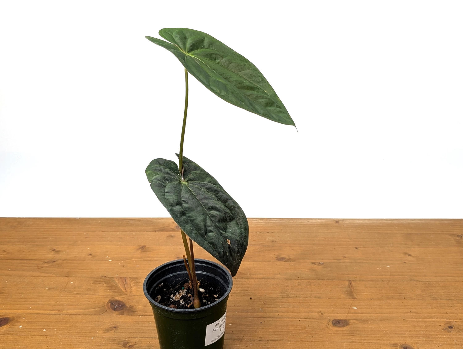 EXACT Anthurium Papillilaminum - 4 Inch Pot (51C)