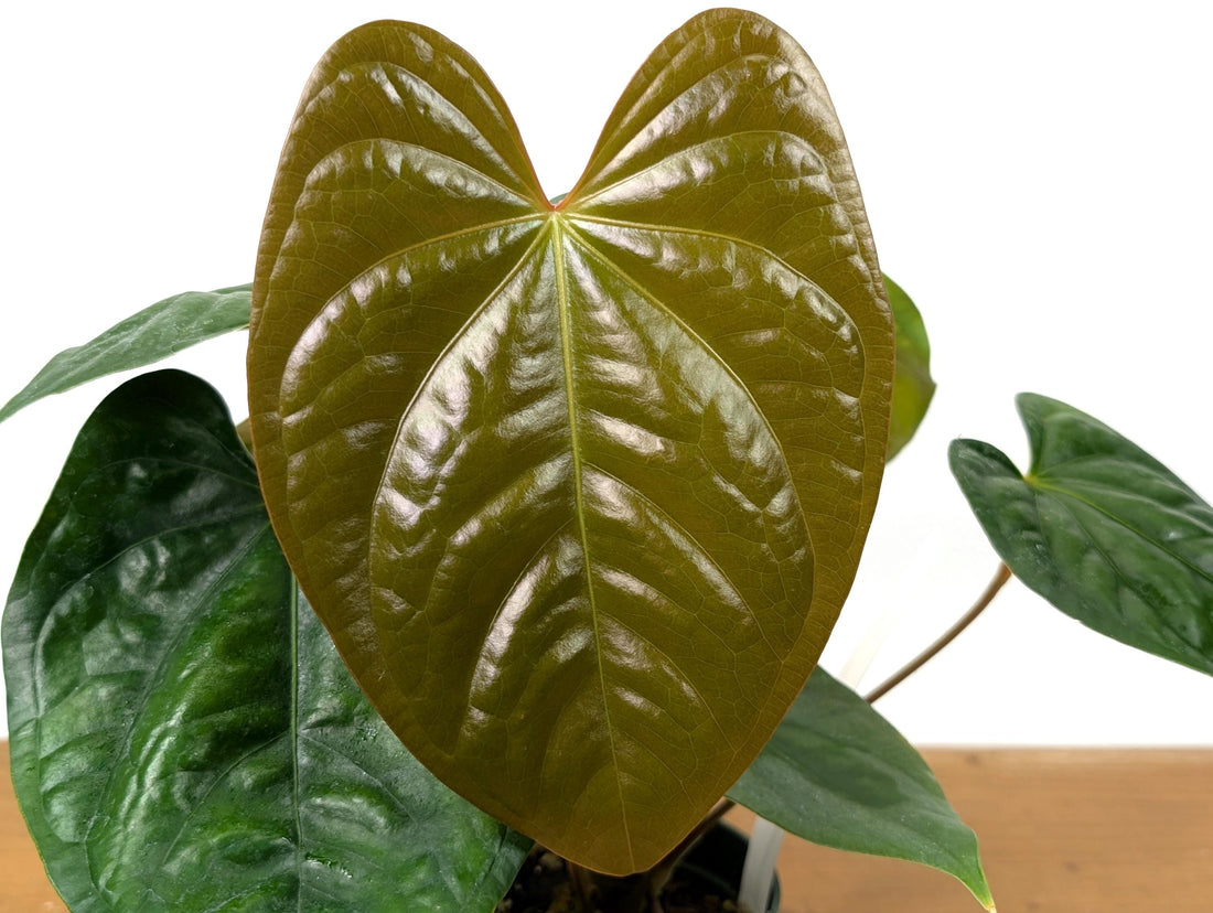 Exact Anthurium Luxurians x Regale (Black Diamond Light) in 4 Inch Pot