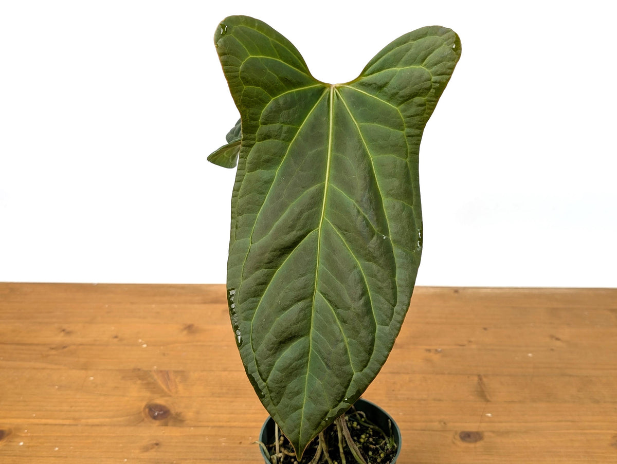 Anthurium 'Rabbit Ears' (Crystallinum x Pinkleyi)