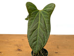 Anthurium 'Rabbit Ears' (Crystallinum x Pinkleyi)