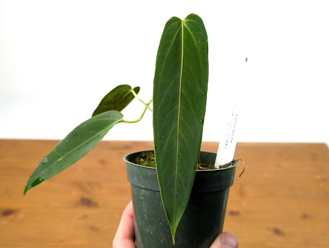 Anthurium Dark Warocqueanum Queen 4 inch pot