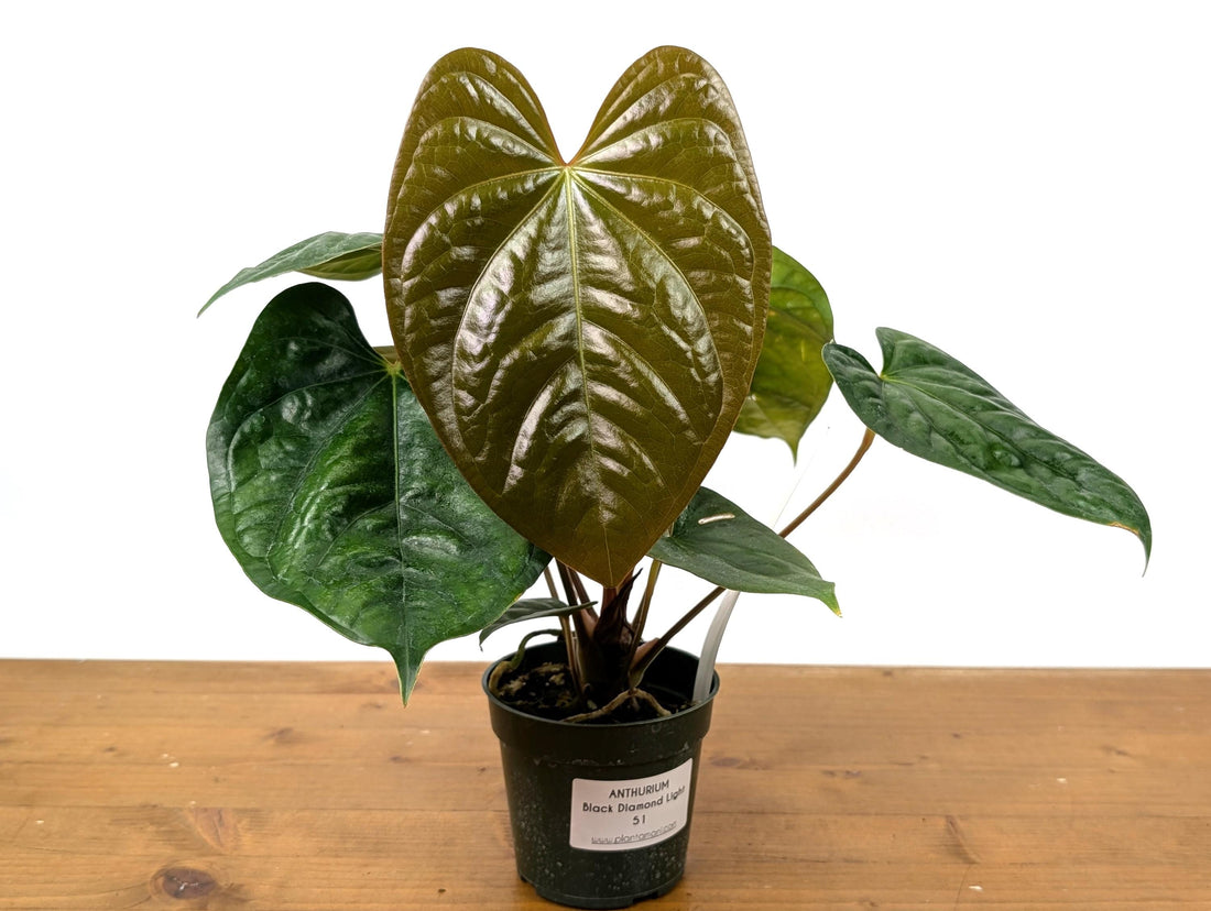 Exact Anthurium Luxurians x Regale (Black Diamond Light) in 4 Inch Pot