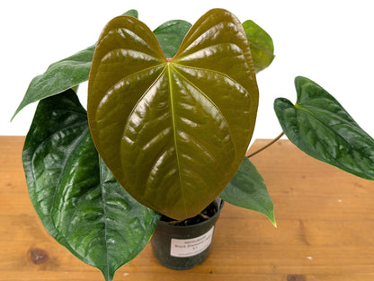 Exact Anthurium Luxurians x Regale (Black Diamond Light) in 4 Inch Pot