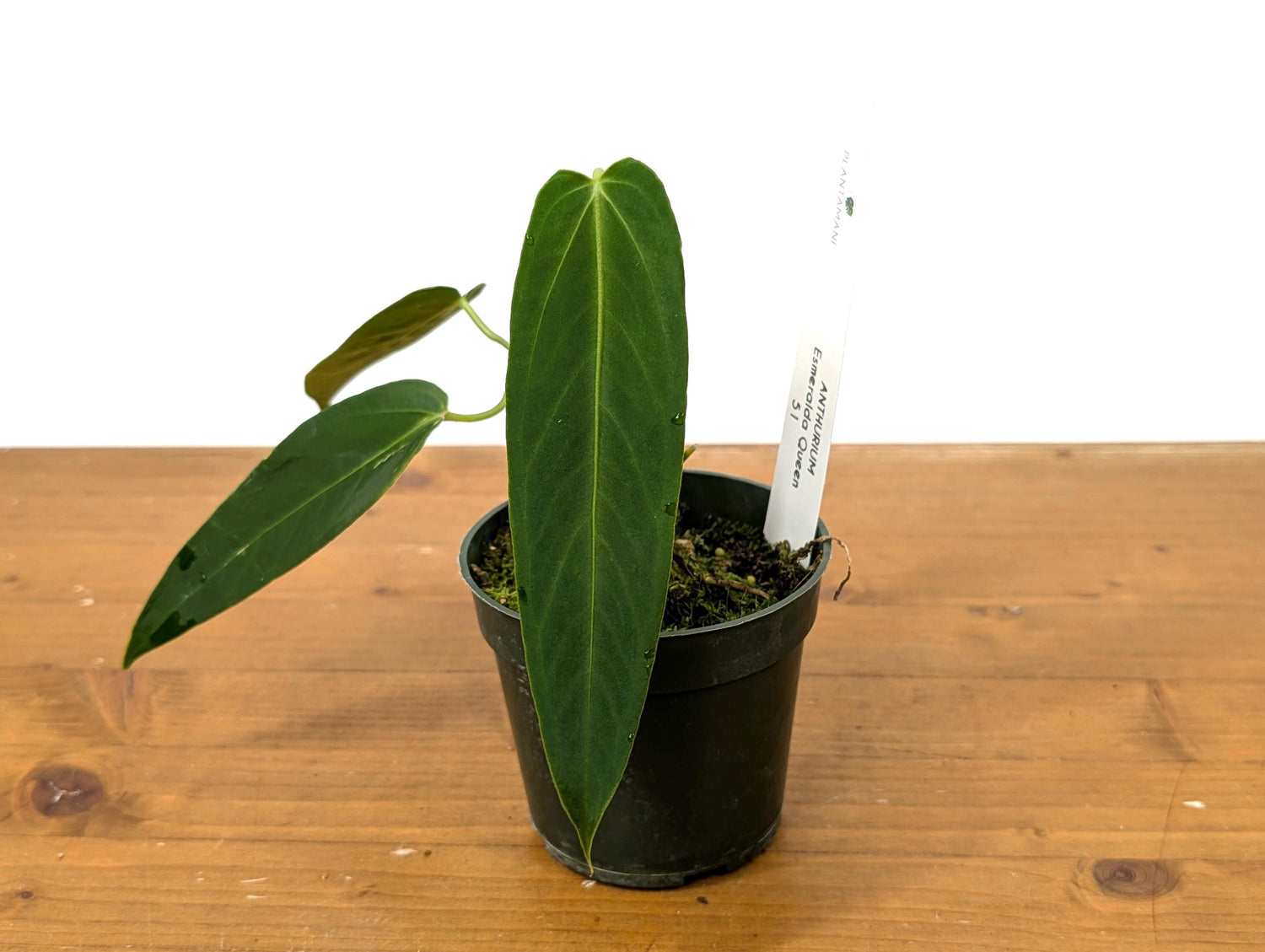 Anthurium Dark Warocqueanum Queen 4 inch pot