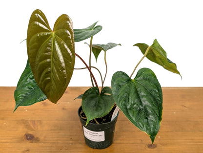 Exact Anthurium Luxurians x Regale (Black Diamond Light) in 4 Inch Pot