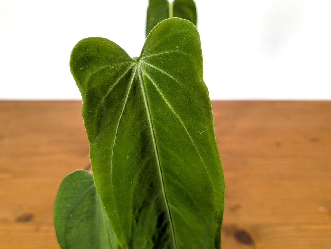 Anthurium Warocqueanum Queen DARK in 6 inch pot