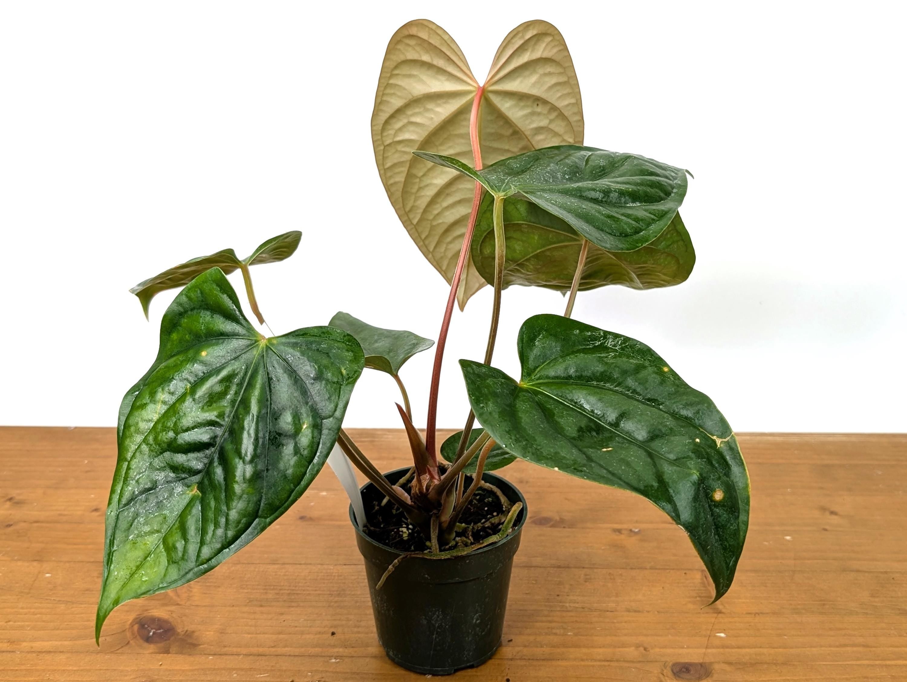 Exact Anthurium Luxurians x Regale (Black Diamond Light) in 4 Inch Pot