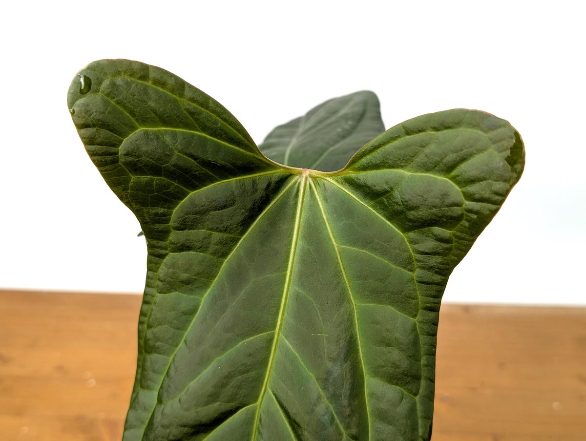 Anthurium 'Rabbit Ears' (Crystallinum x Pinkleyi)