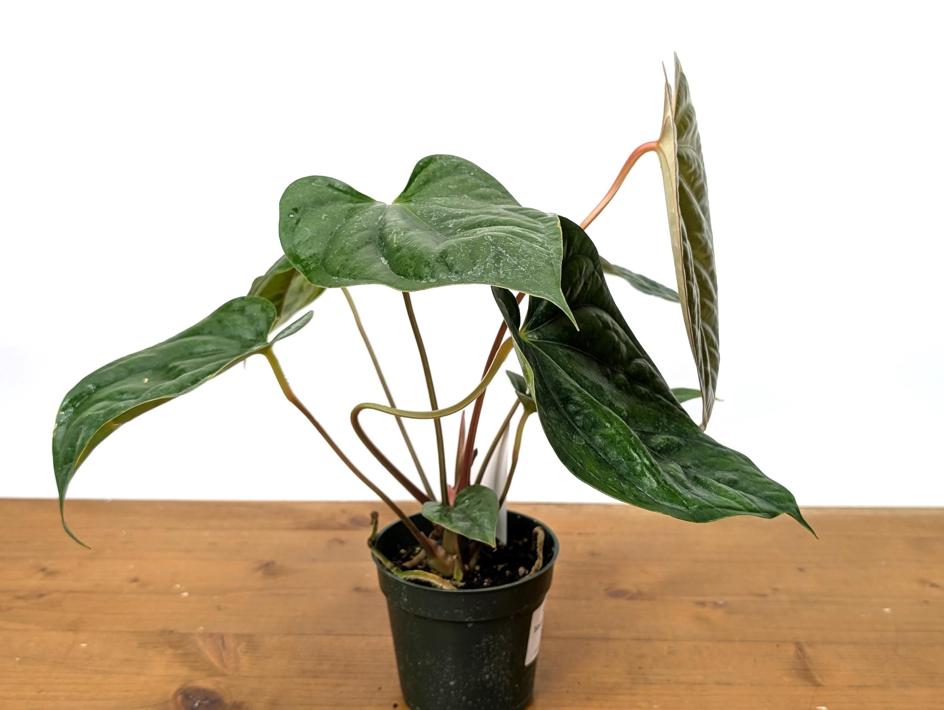 Exact Anthurium Luxurians x Regale (Black Diamond Light) in 4 Inch Pot