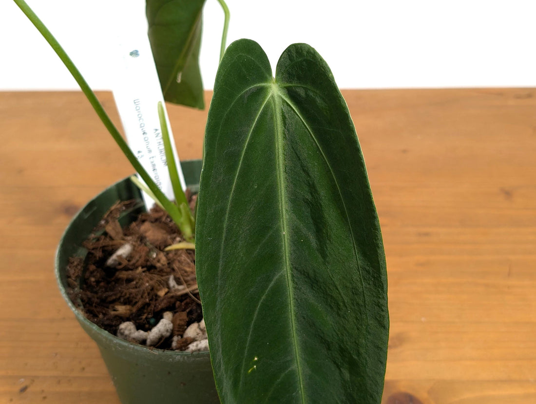 Anthurium Warocqueanum Queen DARK in 6 inch pot