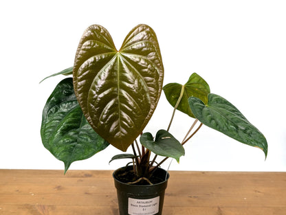 Exact Anthurium Luxurians x Regale (Black Diamond Light) in 4 Inch Pot