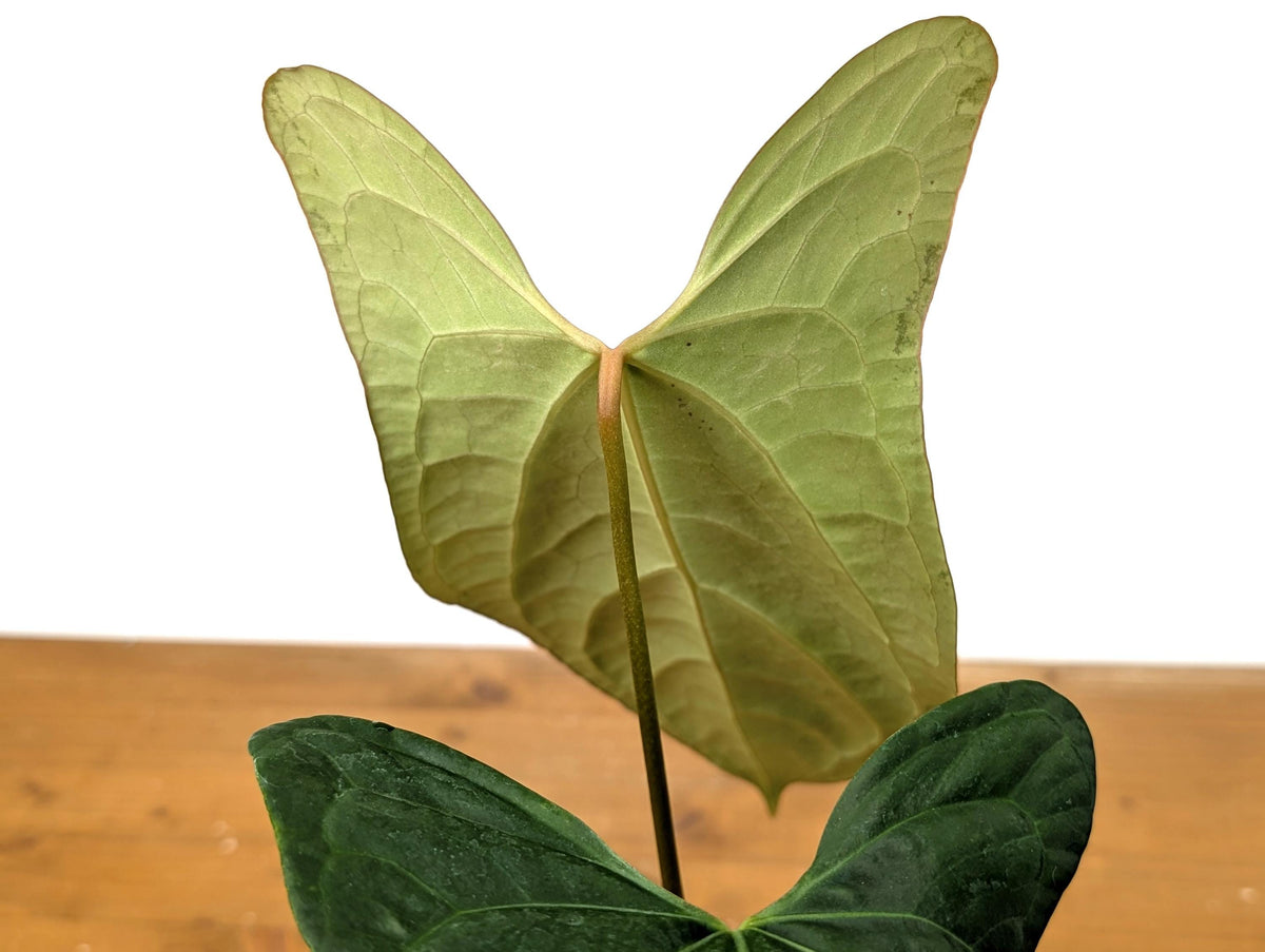 Anthurium 'Rabbit Ears' (Crystallinum x Pinkleyi)