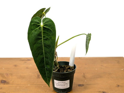 Anthurium (Warocqueanum x Waterburyanum) x Queremalense  - EXACT PLANT with Open Sinus