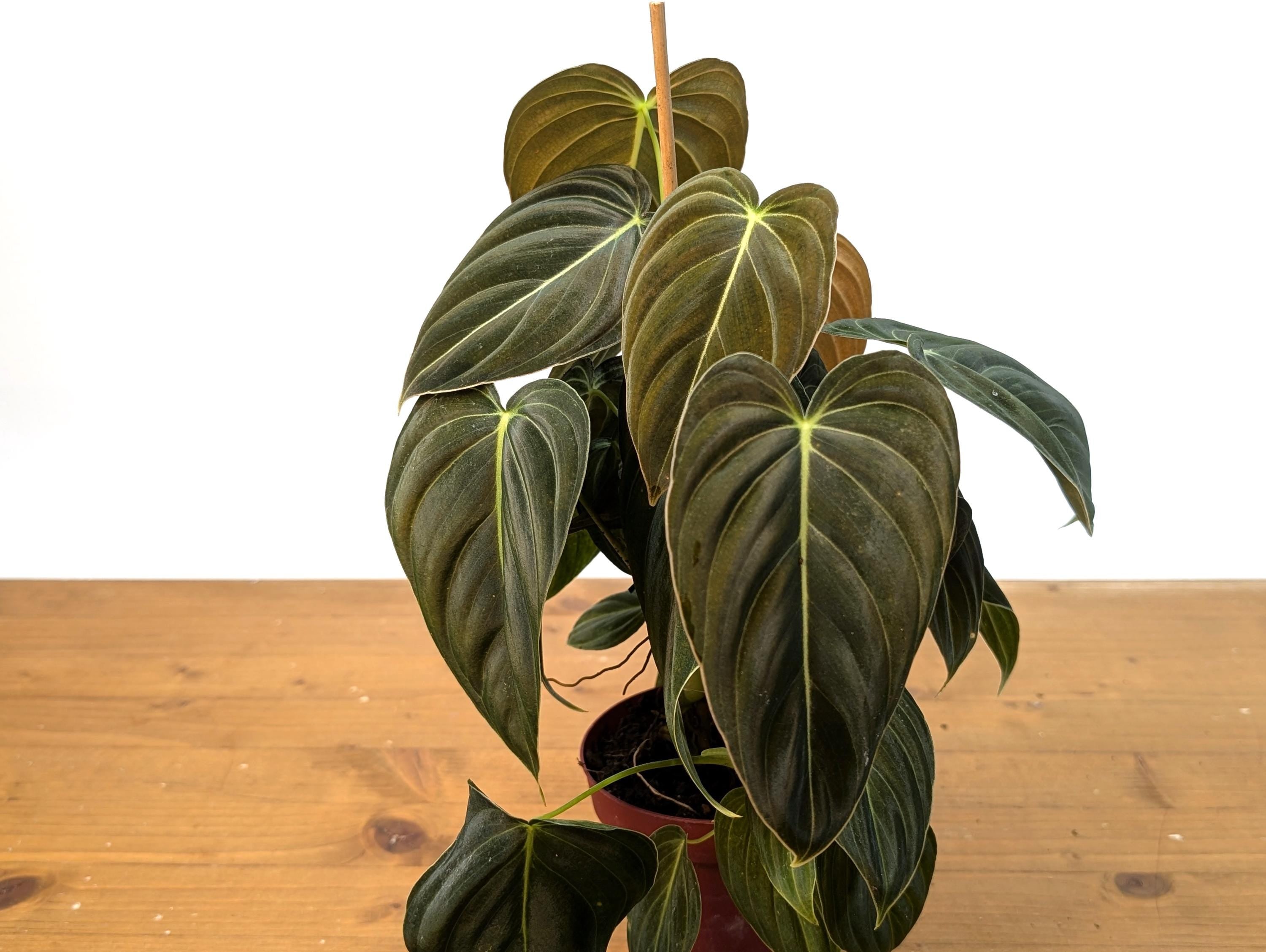 FULL &amp; LARGE Philodendron Melanochrysum 2+ Plants per Pot - 4 Inch Pot