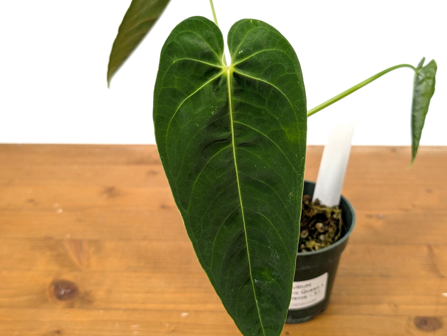 Anthurium (Warocqueanum x Waterburyanum) x Queremalense  - EXACT PLANT with Open Sinus