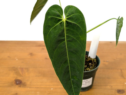 Anthurium (Warocqueanum x Waterburyanum) x Queremalense  - EXACT PLANT with Open Sinus