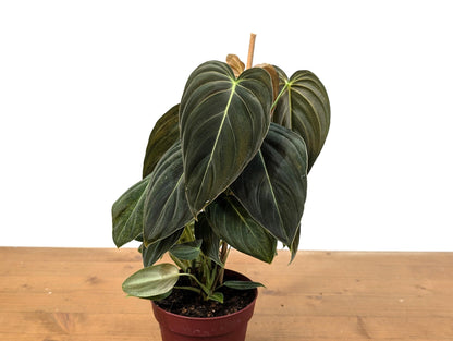 FULL &amp; LARGE Philodendron Melanochrysum 2+ Plants per Pot - 4 Inch Pot