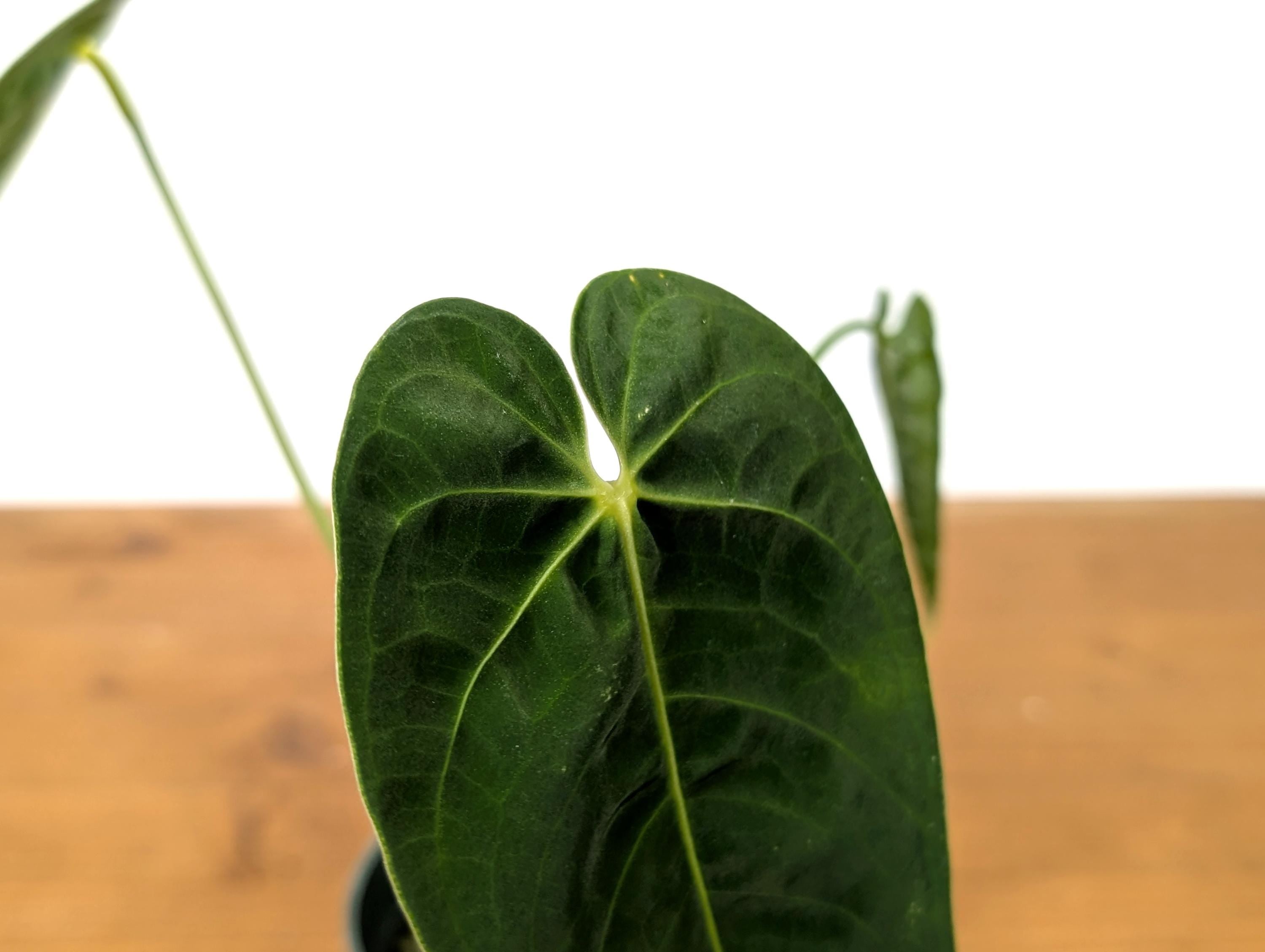 Anthurium (Warocqueanum x Waterburyanum) x Queremalense  - EXACT PLANT with Open Sinus