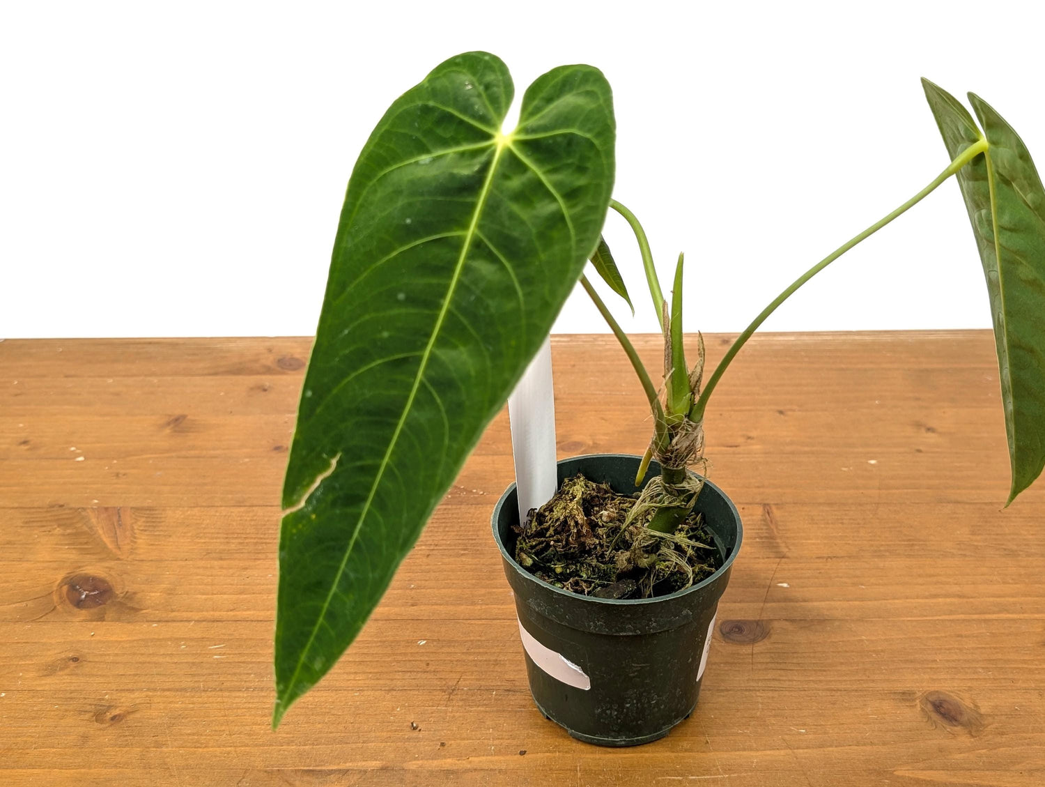 Anthurium (Warocqueanum x Waterburyanum) x Queremalense  - EXACT PLANT with Open Sinus