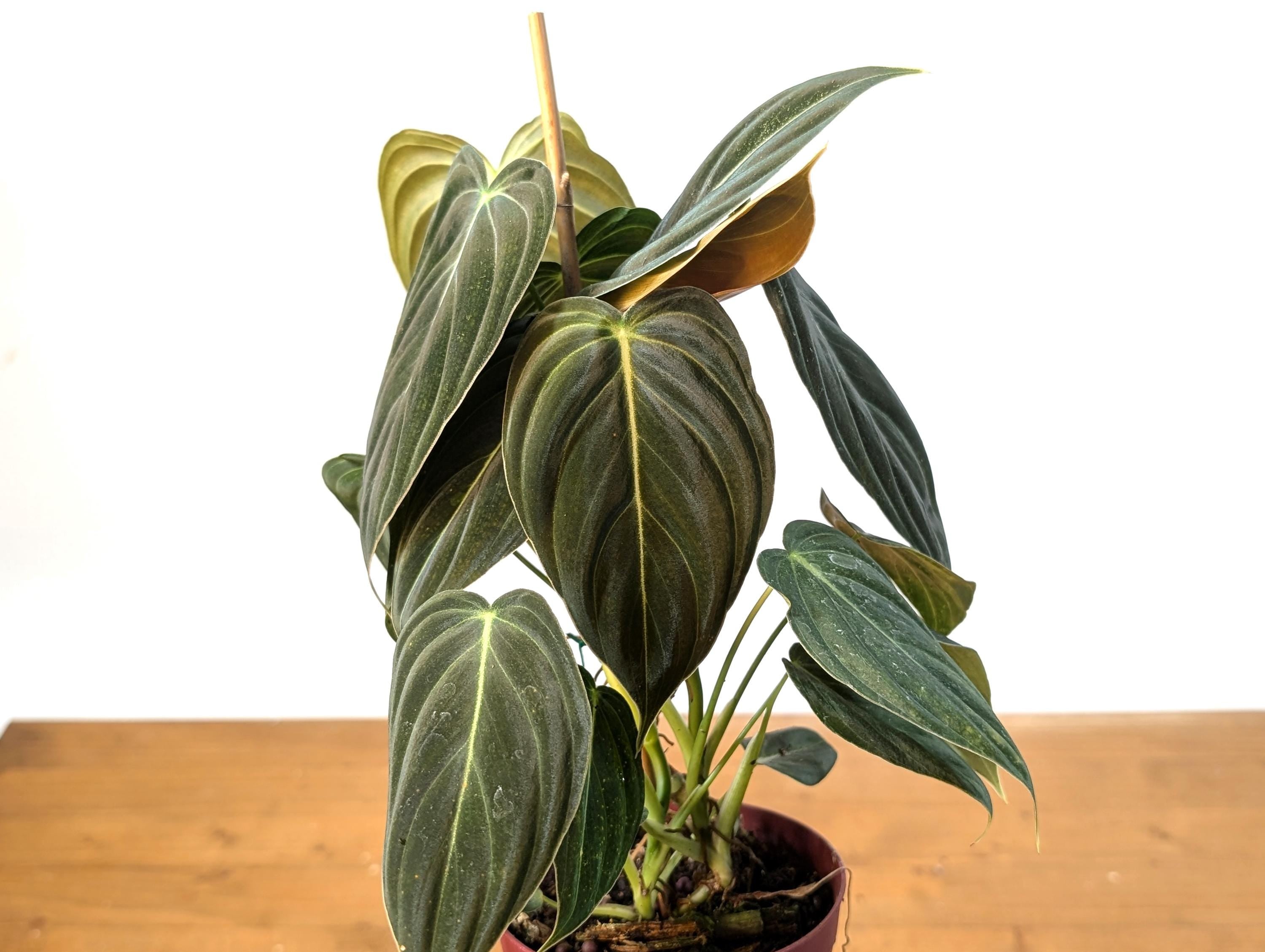 FULL &amp; LARGE Philodendron Melanochrysum 2+ Plants per Pot - 4 Inch Pot