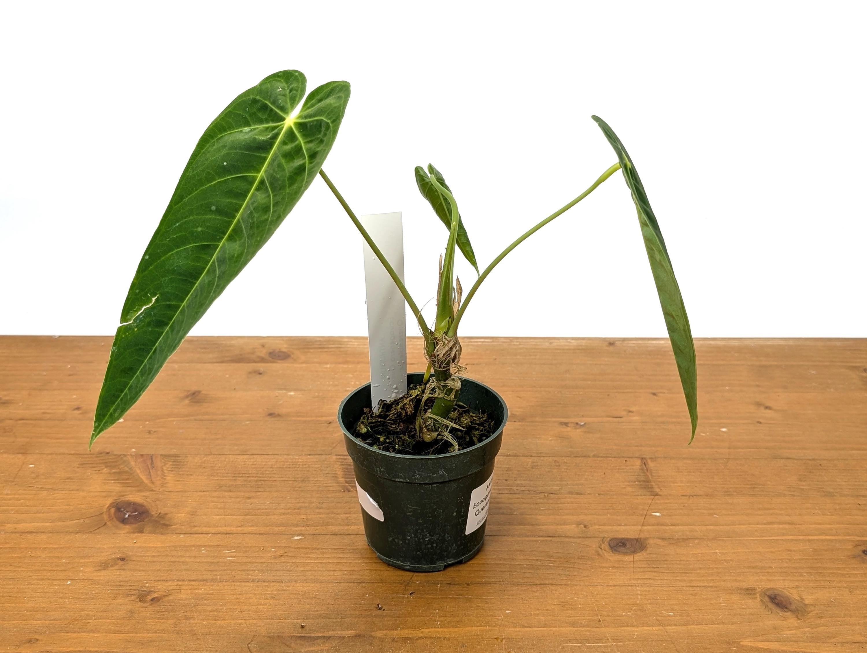 Anthurium (Warocqueanum x Waterburyanum) x Queremalense  - EXACT PLANT with Open Sinus