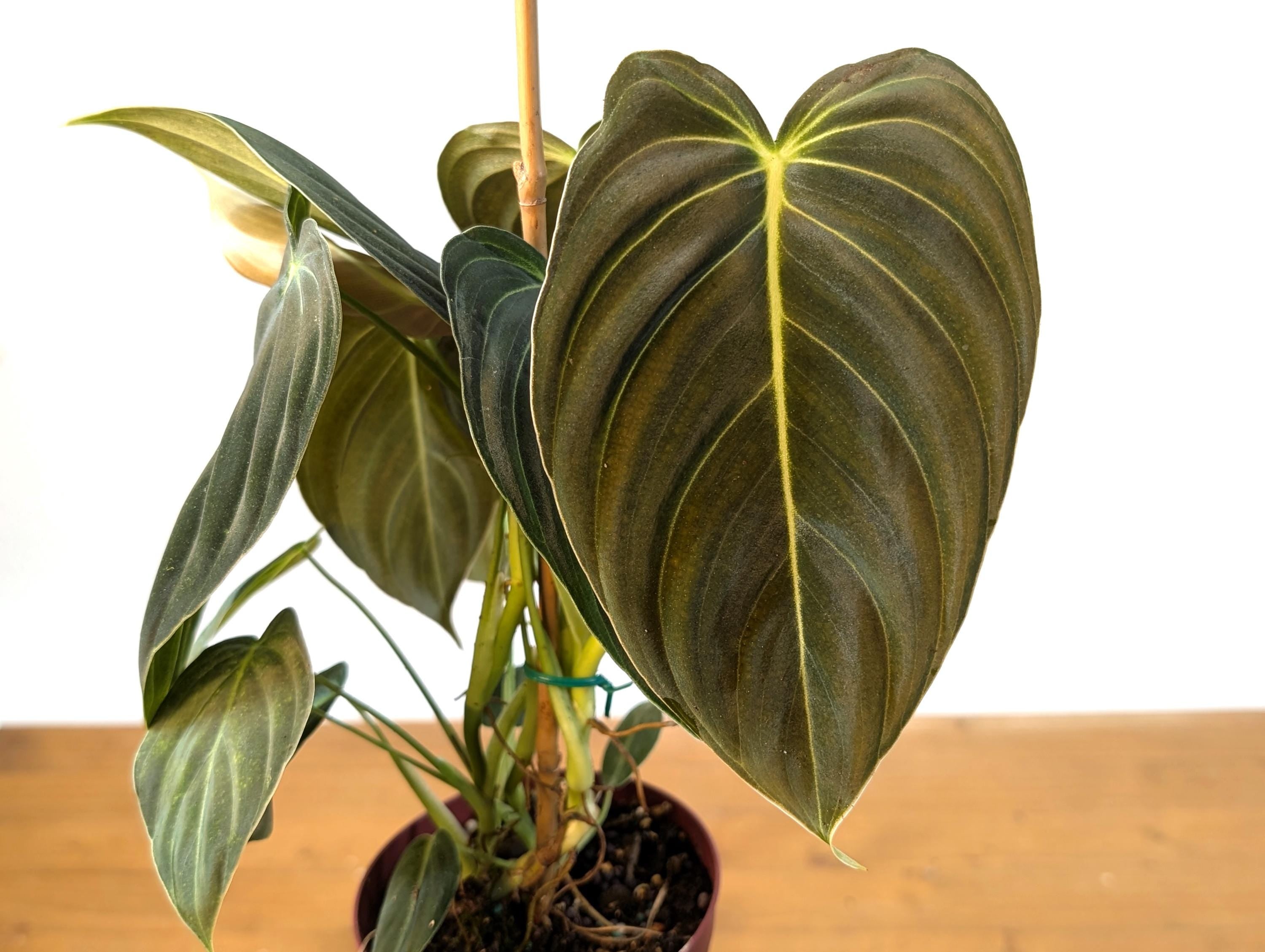 FULL &amp; LARGE Philodendron Melanochrysum 2+ Plants per Pot - 4 Inch Pot