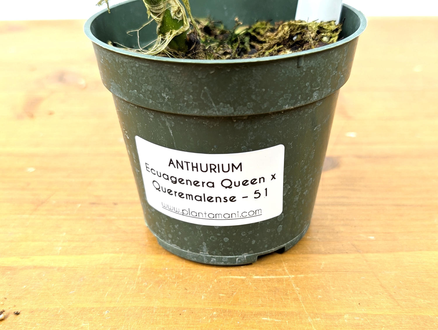 Anthurium (Warocqueanum x Waterburyanum) x Queremalense  - EXACT PLANT with Open Sinus